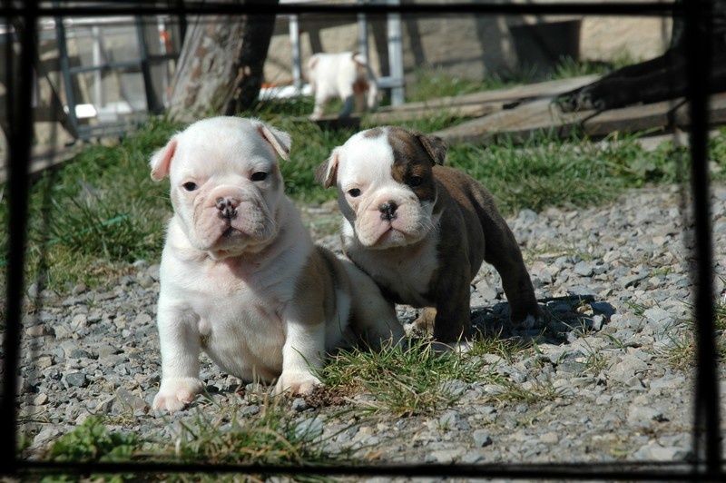 Des legendes de zazelle - Bulldog Anglais - Portée née le 08/02/2012
