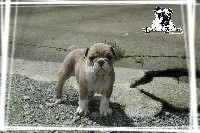 Des legendes de zazelle - Bulldog Anglais - Portée née le 07/04/2021